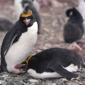 Macaroni Penguin